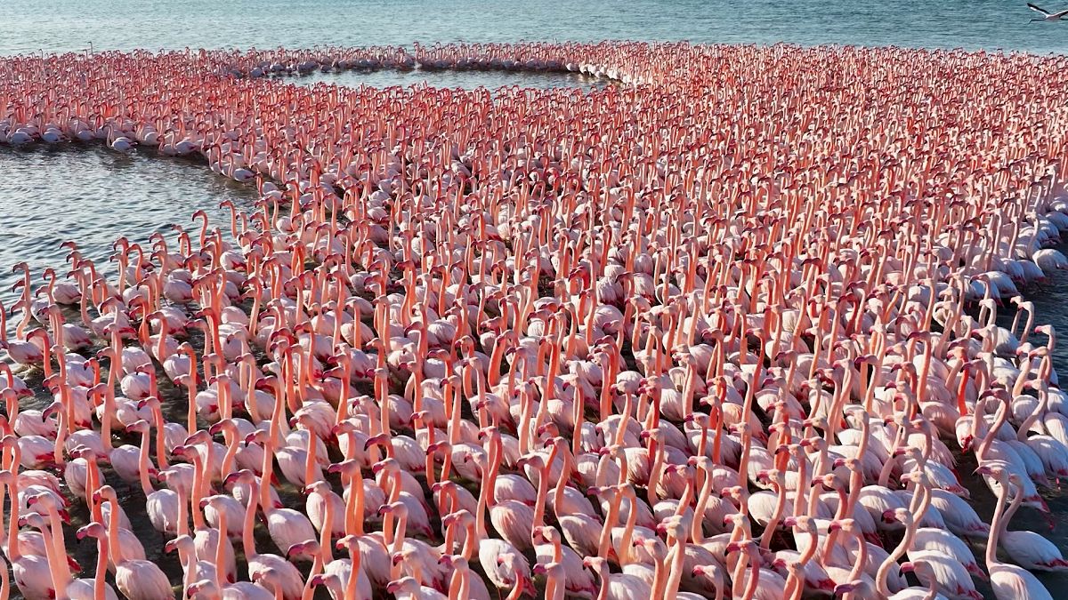 Fedezze fel a kazahsztáni Korgalzsin Természetvédelmi Területet, ezernyi flamingó otthonát