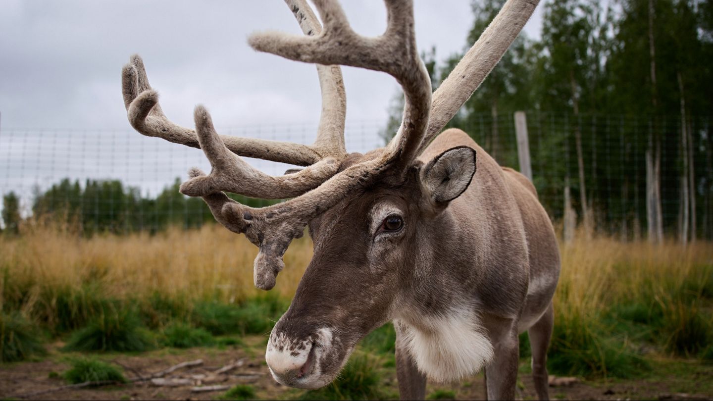 Coco star blowjob and facial