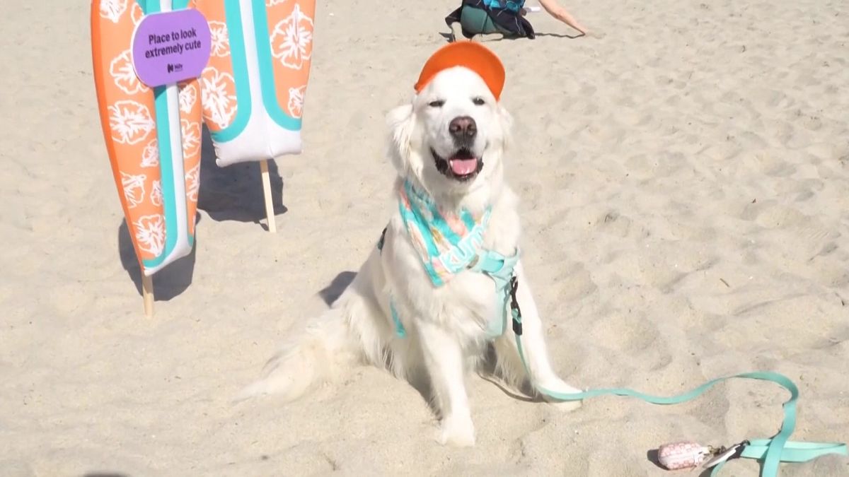 Video. Dogs take to the waves in San Diego surf contest
