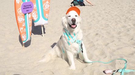 Des chiens prennent la vague lors d'un concours de surf à San Diego