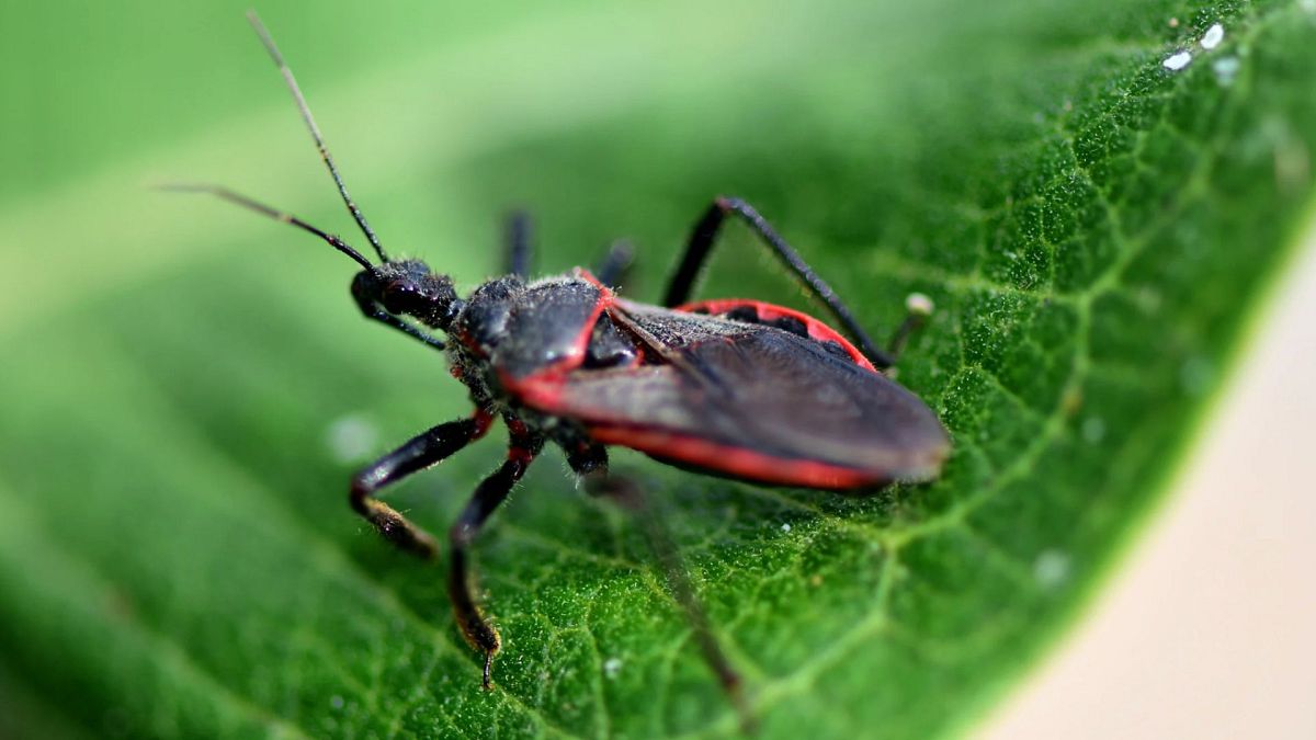 Qu'est-ce que la maladie parasitaire de Chagas et quel est son impact sur la santé ?