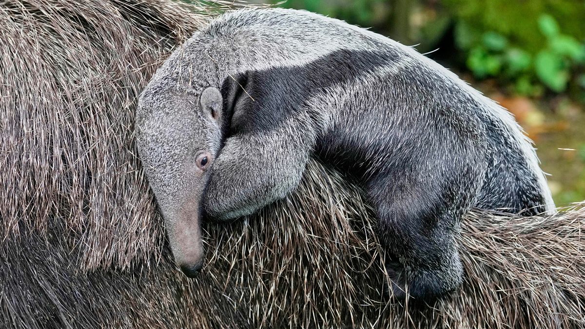 Giant anteater cub makes first appearance at Cologne zoon