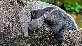 Un bébé fourmilier géant fait sa première apparition au zoo de Cologne
