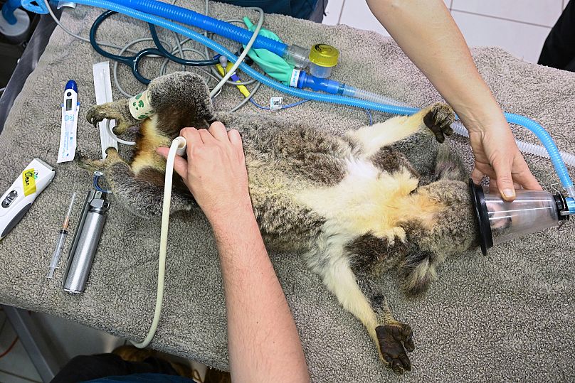 A Koala is seen being treated for chlamydia at the Endeavour Veterinary Ecology at Toorbul, north of Brisbane, Australia.