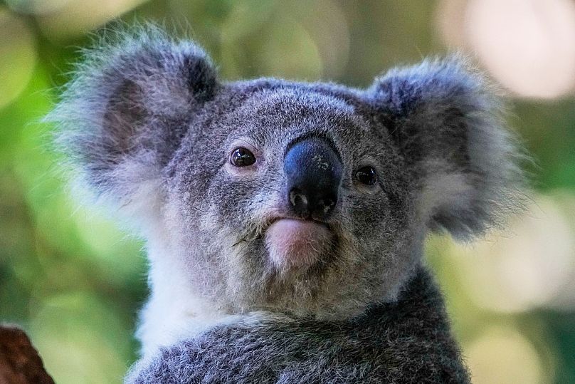 A koala sits in a tree at a koala park in Sydney, Australia.