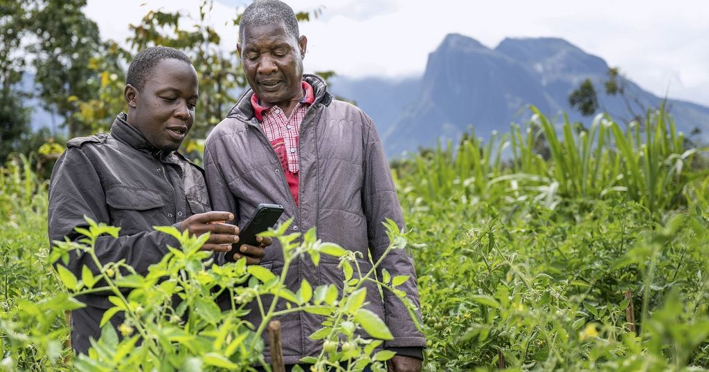 Malawi: farmers turn to AI to boost their yields Malawi: farmers turn to AI to boost their yields