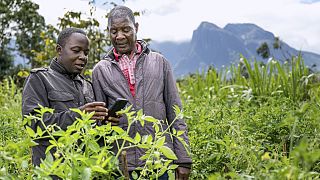Malawi : l'intelligence artificielle au service des agriculteurs