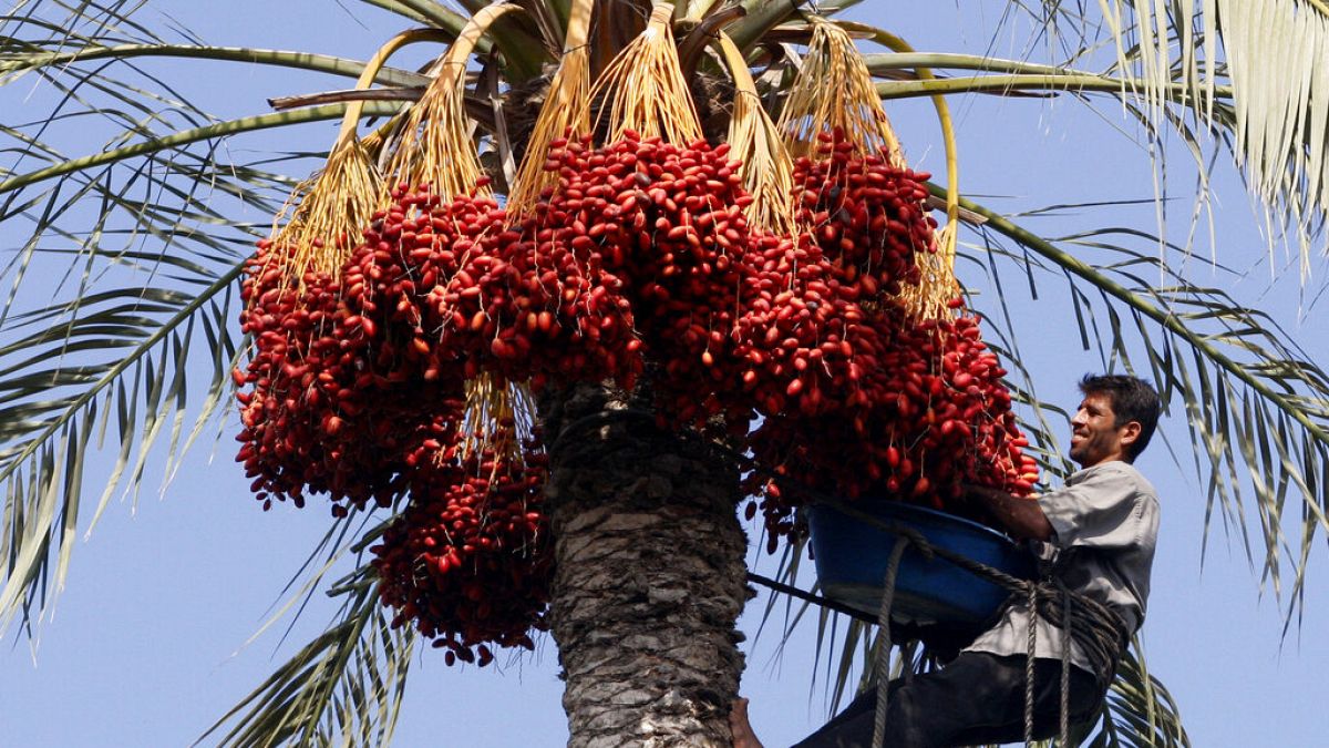 بسبب رسوم التصدير الأميركية والأسواق المغلقة.. مزارعون إسرائيليون يحذرون من انهيار أسعار تمور "برحي"