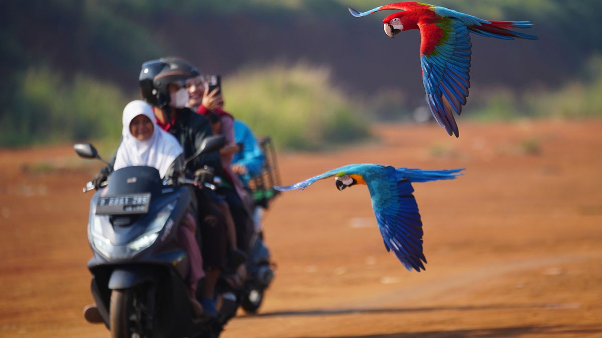 Un mécanicien de motos entraîne désormais des perroquets à Jakarta