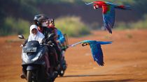 Motorbike mechanic now trains macaws in Jakarta