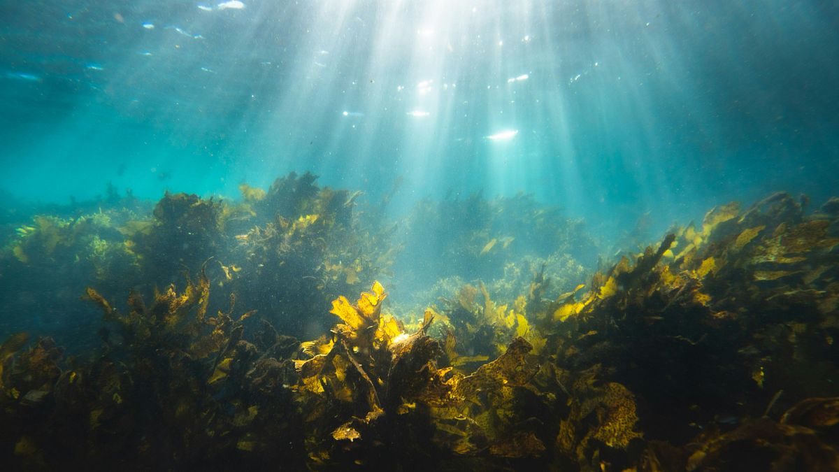 In Portugal’s marine forests, scientists discover kelp is a powerful carbon store