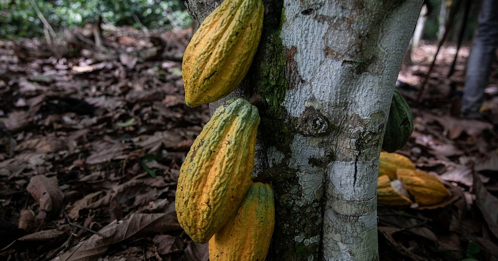 Cameroon: Cocoa plantations grapple with black pod disease Cameroon: Cocoa plantations grapple with black pod disease