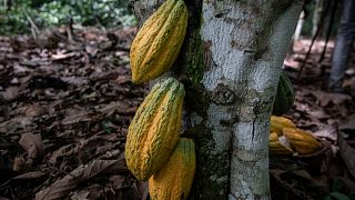 Cameroon: Cocoa plantations grapple with black pod disease 