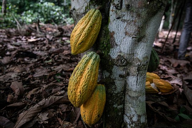 Cameroon: Cocoa plantations grapple with black pod disease 