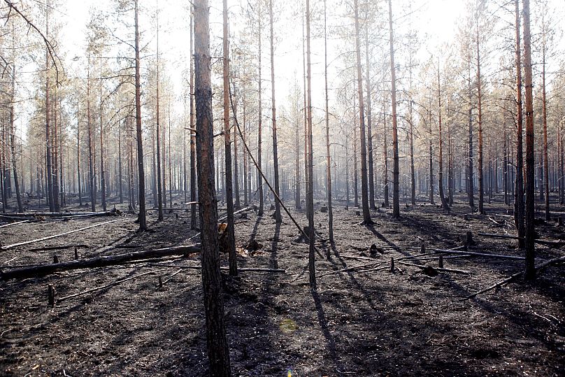 Des troncs d'arbres brûlés après un important incendie à Angra, dans la municipalité de Ljusdal, en Suède, le dimanche 22 juillet 2018