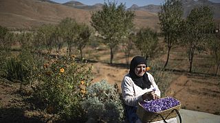 Amid drought, Moroccan florists blossom against the odds