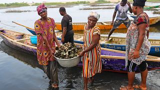 Ghana : la culture des huîtres en péril dans les mangroves côtières