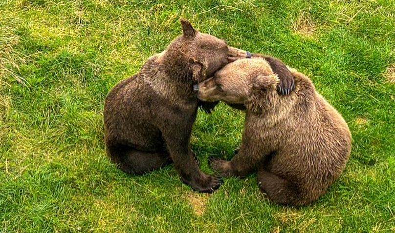 This image provided by the National Park Service shows members of the cubs 803s at the Katmai National Park and Preserve in Alaska on Sept. 7, 2025.