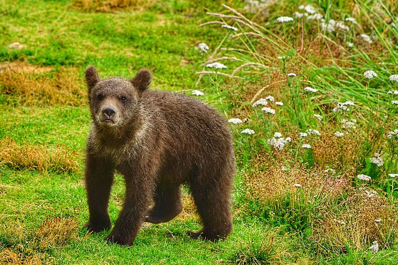 This image provided by the National Park Service shows bear 26 male cub at the Katmai National Park and Preserve in Alaska on July 23, 2025.