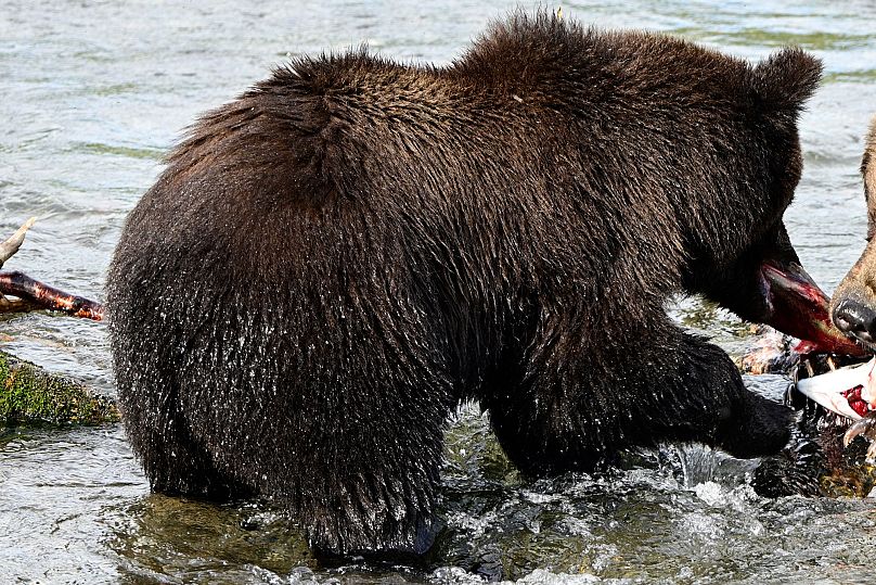 This image provided by the National Park Service shows cub 128 at the Katmai National Park and Preserve in Alaska.
