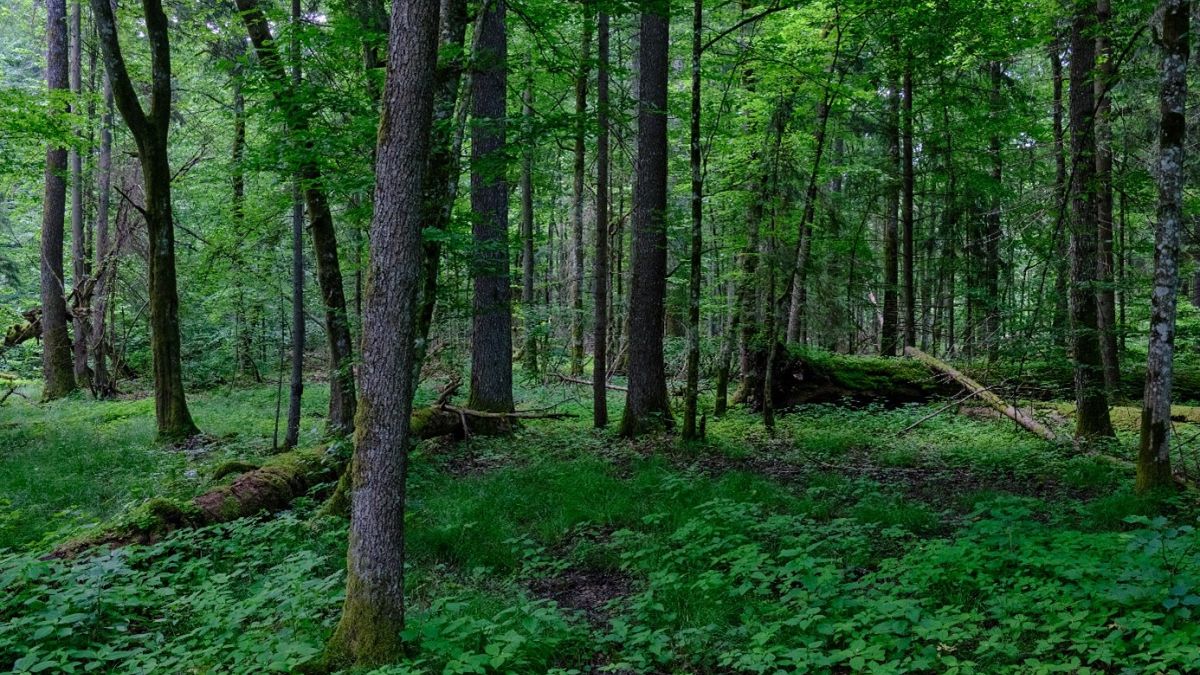 Tradition and wilderness in Poland’s Podlasie