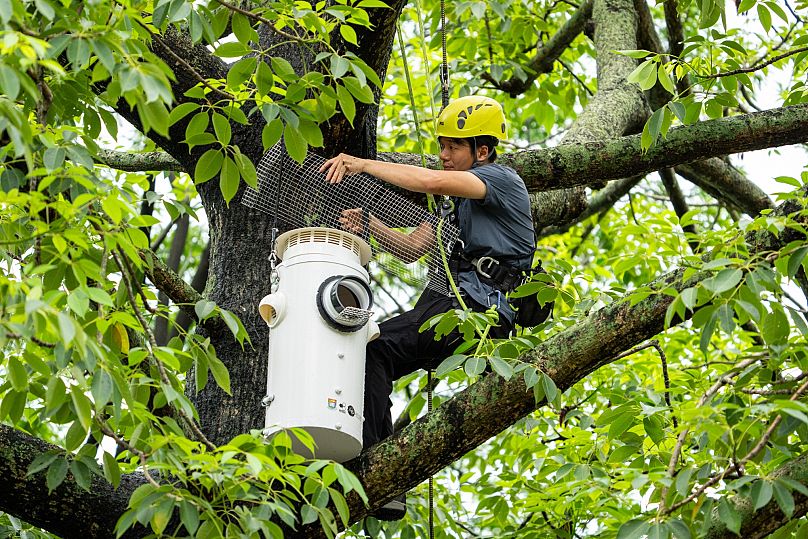 Conservationist Harry Wong climbs up to the tree to install an artificial nest box for wild yellow-crested cockatoos in Victoria Park in Hong Kong, on Aug. 18, 2025.
