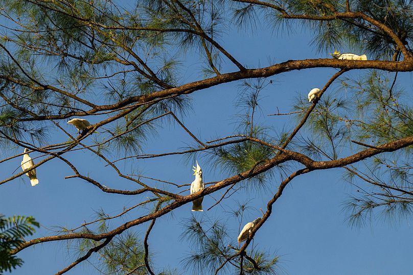 A group of wild yellow-crested cockatoos perch on a tree in Victoria Park in Hong Kong, on Aug. 22, 2025.
