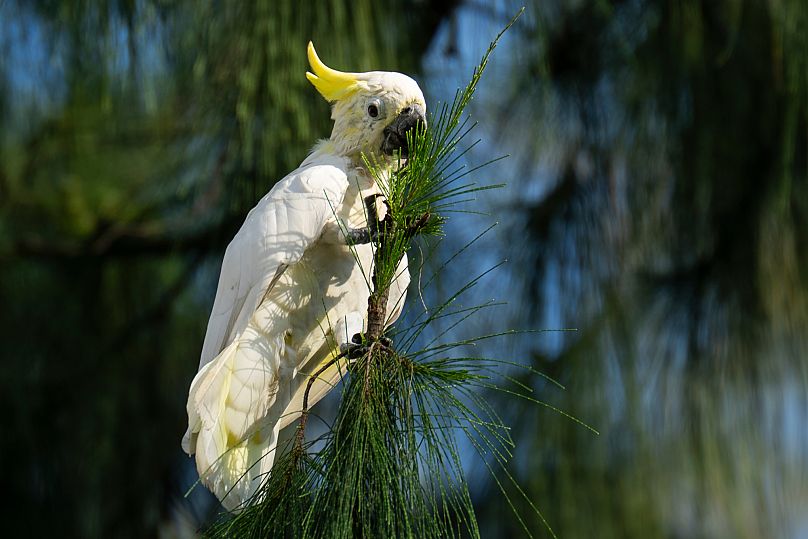 A wild yellow-crested cockatoo perches on a tree in Victoria Park in Hong Kong.