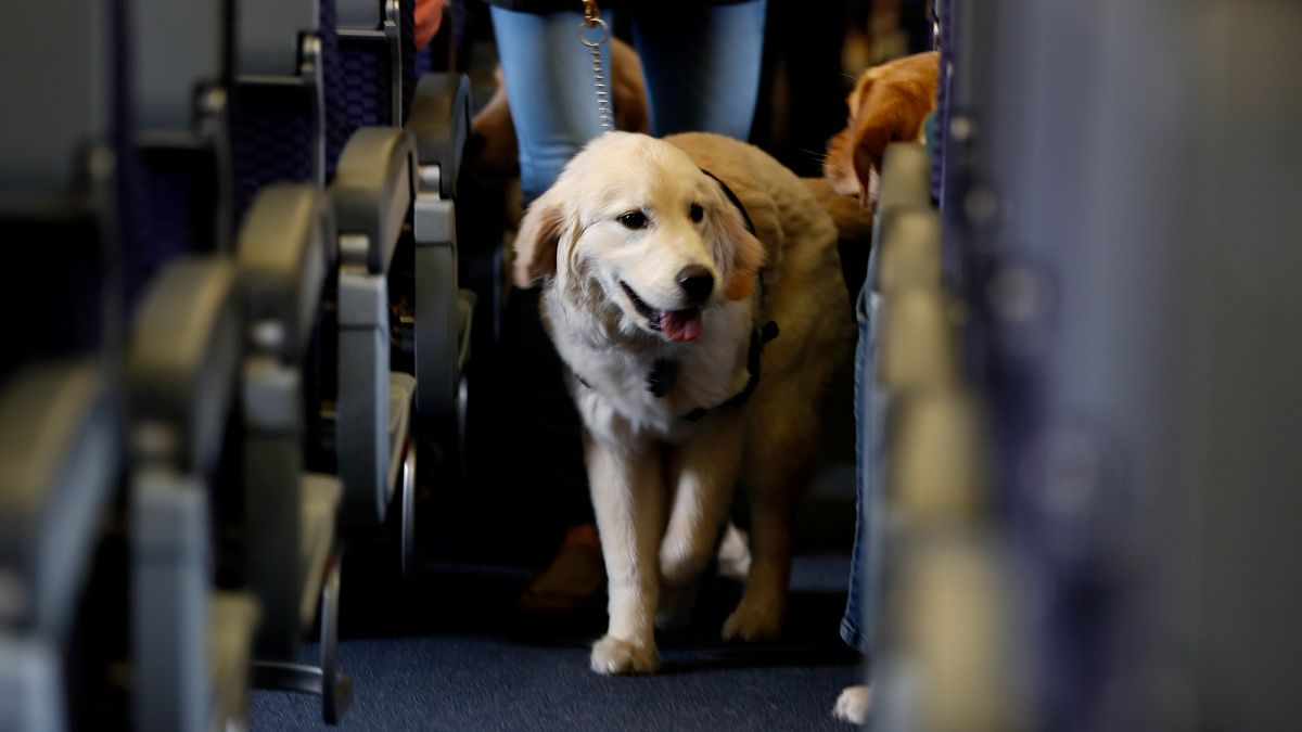 Italie : tous les chiens et chats désormais admis dans la cabine
