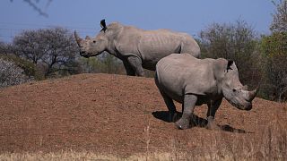 Journée mondiale du rhinocéros : l'Afrique du Sud reste vigilante face au braconnage