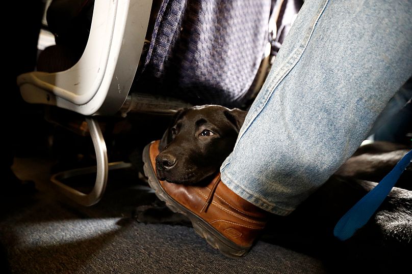 Pies przewodnik o imieniu Orlando odpoczywa u stóp swojego trenera siedząc w samolocie linii United Airlines, 1 kwietnia 2017 r. 
