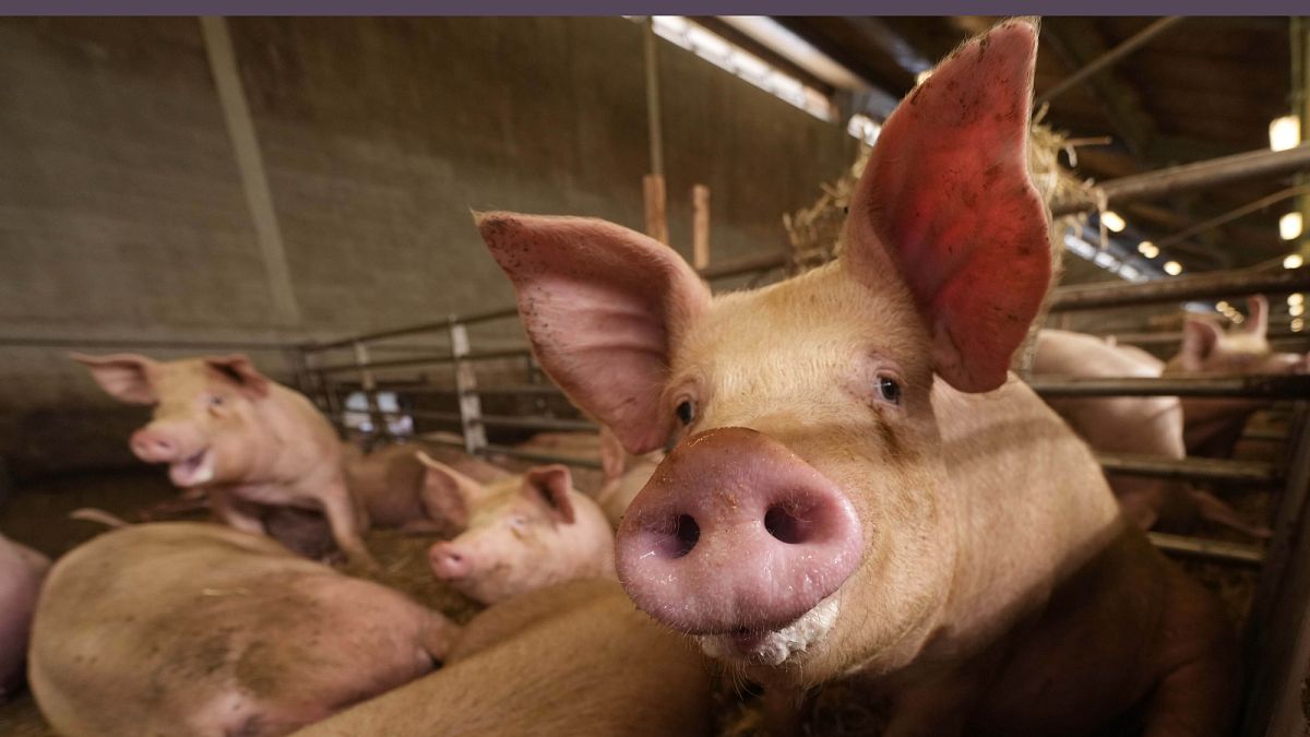 Un foyer de peste porcine identifié en  Croatie