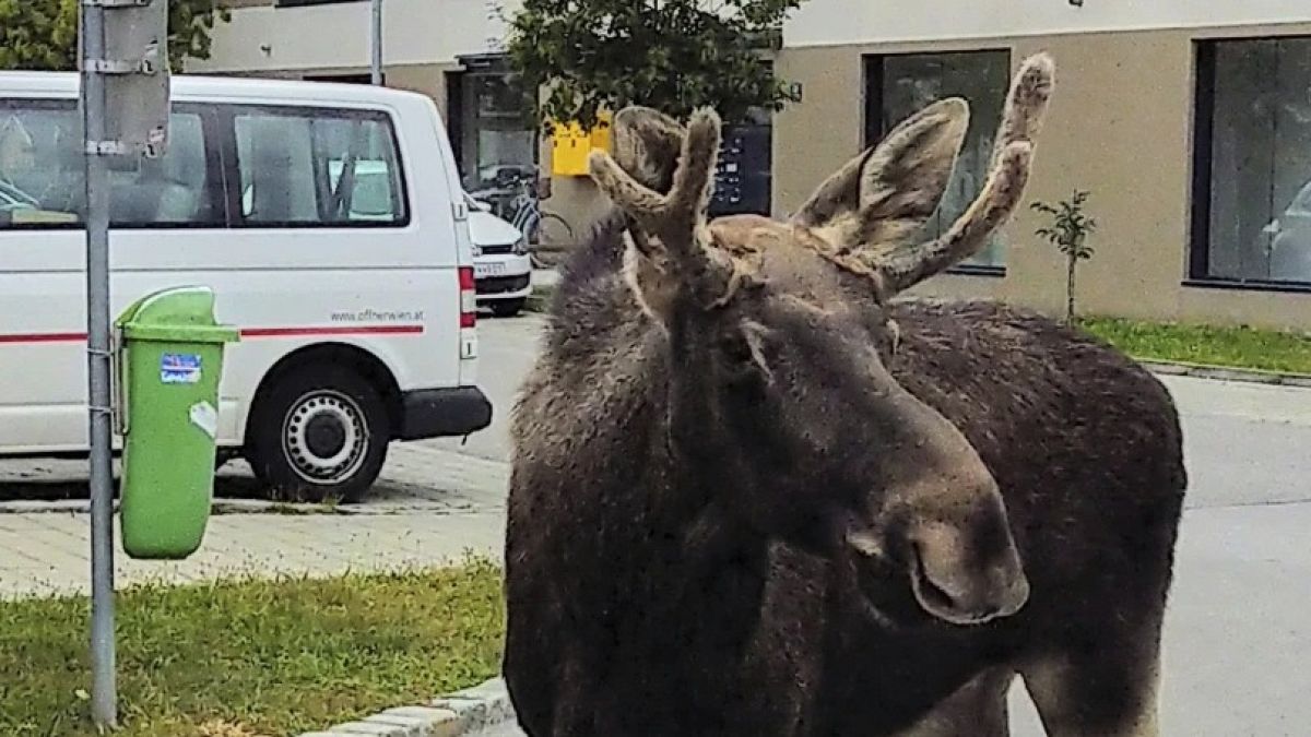 Emil the Elk caught in Austria after summer roaming across Central Europe goes viral
