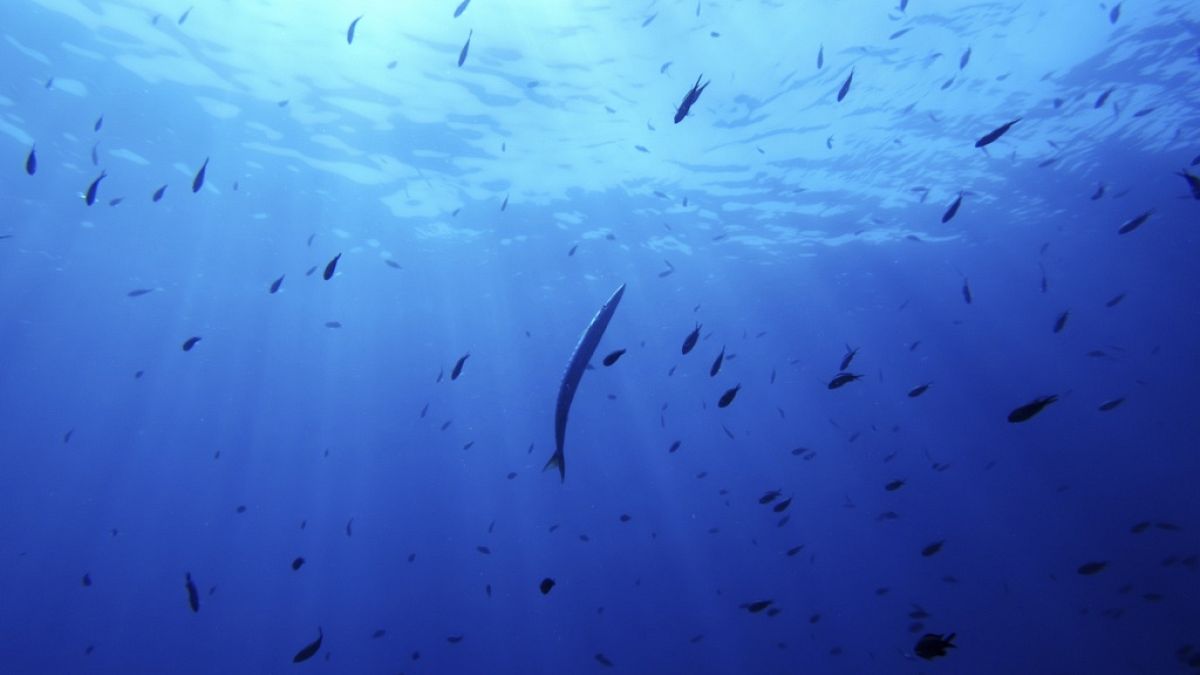 Planetary health check reveals oceans have breached critical acidification boundary