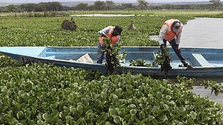 Kenya : une invasion de jacinthe d’eau devient une solution innovante