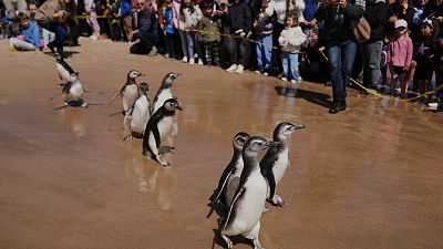 Nine Magellanic penguins released into the sea after rehabilitation in Uruguay