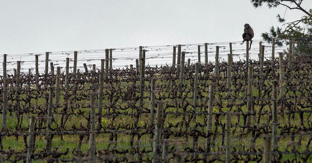 How a South African vineyard is making better wine thanks to cattle and ducks How a South African vineyard is making better wine thanks to cattle and ducks