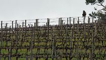 How a South African vineyard is making better wine thanks to cattle and ducks