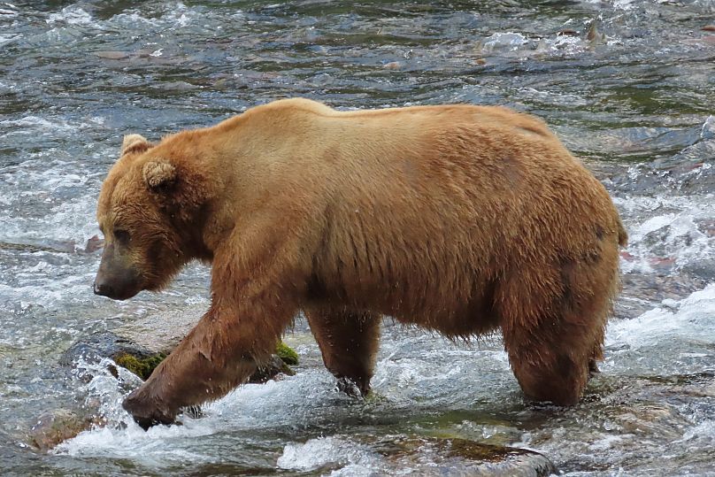 This image provided by the National Park Service shows bear 602 at the Katmai National Park and Preserve in Alaska.