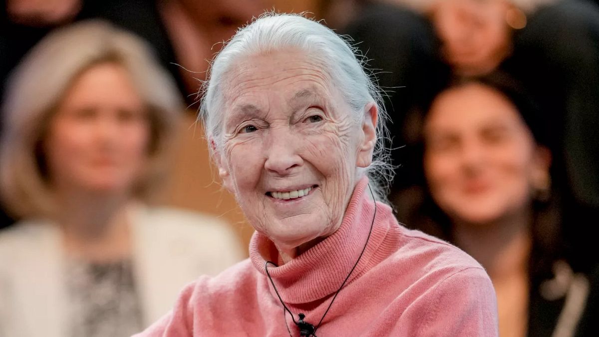 91 éves korában elhunyt Jane Goodall, a világhírű brit etológus, antropológus...