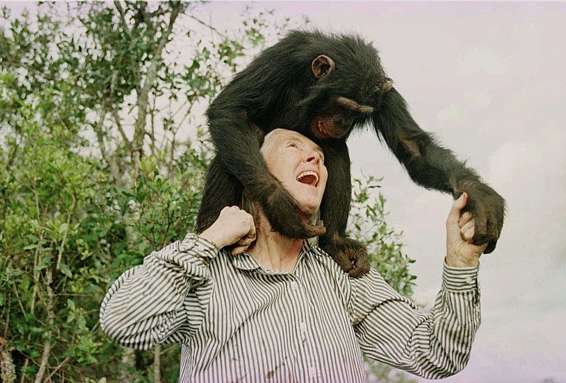 Jane Goodall plays with Bahati at the Sweetwaters Chimpanzee Sanctuary near Nanyuki, 6 December, 1997