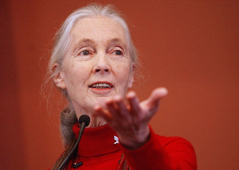 Primatologist Jane Goodall addresses a Harvard Law School symposium in Cambridge, 30 September, 2002 