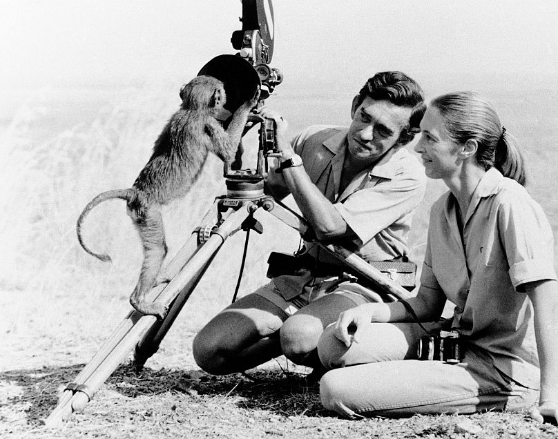 Anthropologist Jane Goodall with husband Hugo van lawick behind a camera, January, 1974