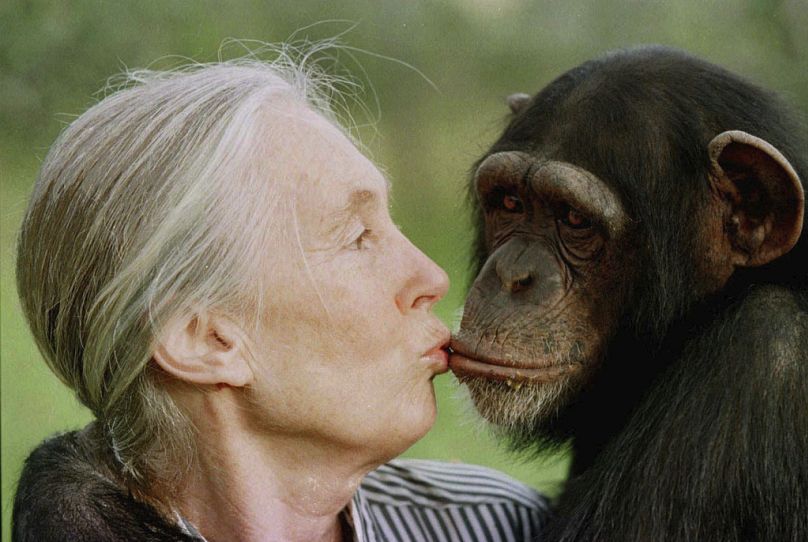 Jane Goodall beija uma fêmea chimpanzé num santuário em Nairobi, Quénia, em 1997.