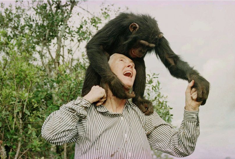 Jane Goodall brinca com chimpazé fêmea de três anos num santuário perto de Nairobi, Quénia, em 1997.