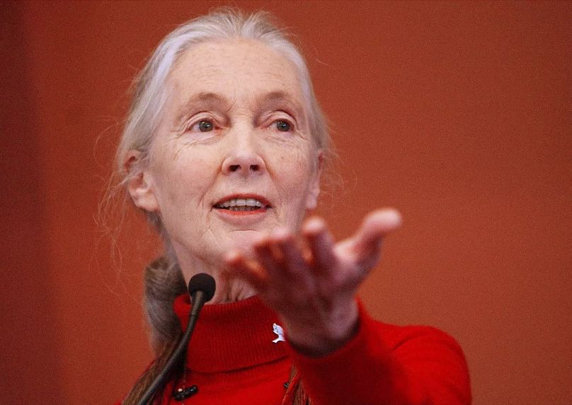 Die Primatologin Jane Goodall spricht am 30. September 2002 auf einem Symposium der Harvard Law School in Cambridge.