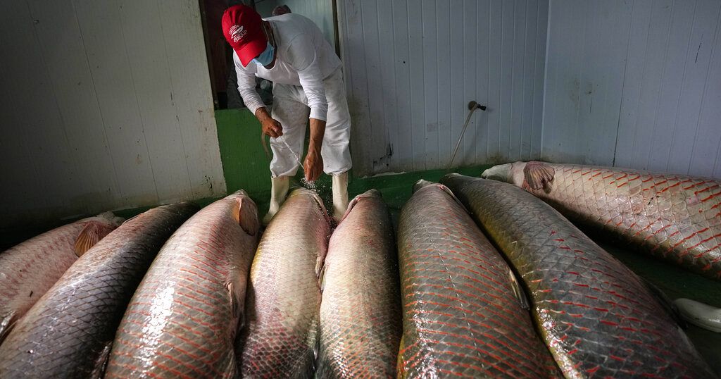 Africa’s freshwater fish under threat as stocks decline