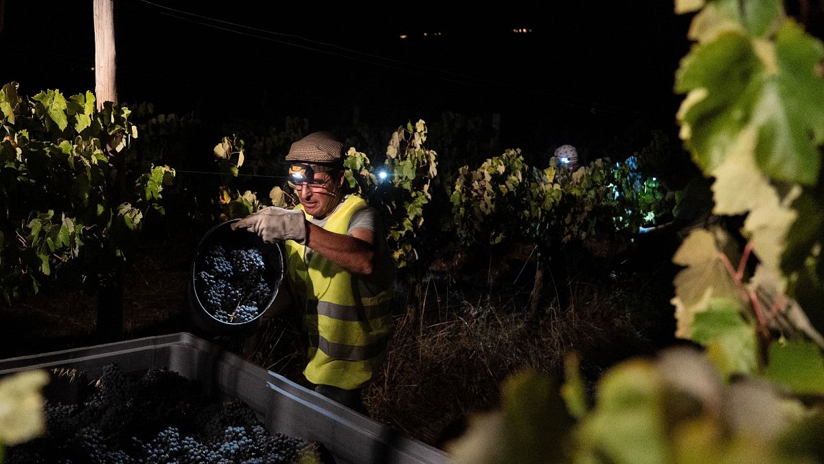 Au Portugal, des vendanges se font au clair de lune pour éviter la chaleur