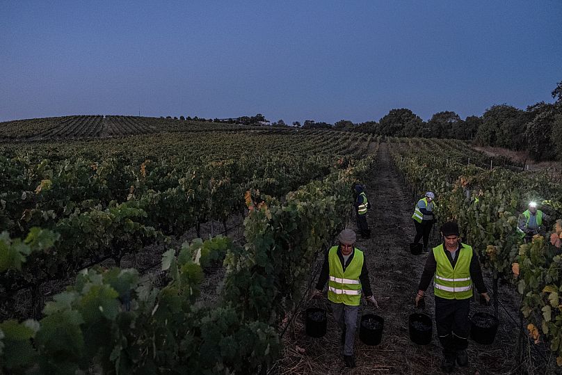 Os trabalhadores recolhem os últimos baldes cheios de uvas para vinho ao amanhecer, após trabalharem durante toda a noite na vinha Herdade da Fonte Santa, perto de Vimieiro