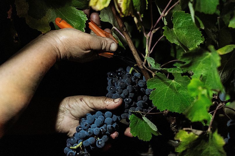 Um trabalhador colhe uvas para vinho durante a vindima noturna na vinha Herdade da Fonte Santa, perto de Vimieiro, Portugal, quarta-feira, 17 de setembro de 2025.